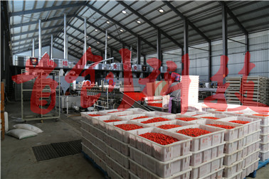 1499646926455792.jpg 枸杞生产车间2.jpg