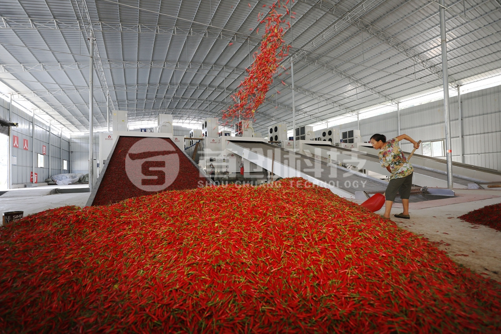 一台网带式辣椒烘干设备多少钱？.jpg