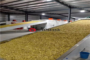 生姜烘干 生姜烘干