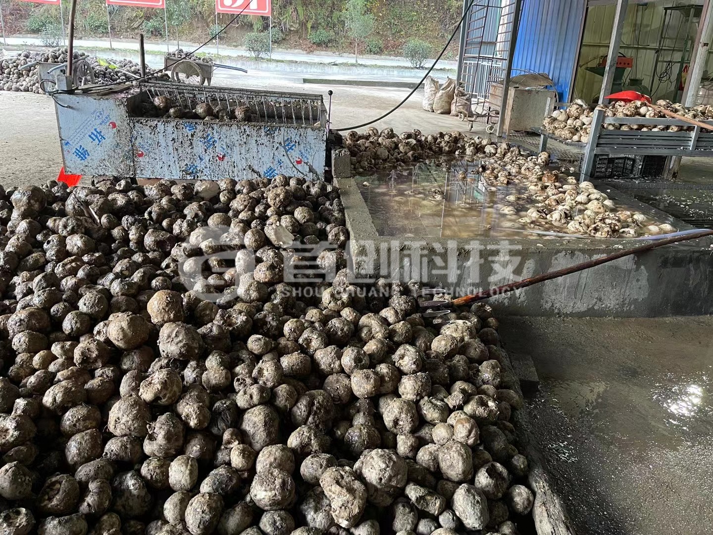 鲜魔芋烘干设备.jpg 鲜魔芋烘干设备.jpg